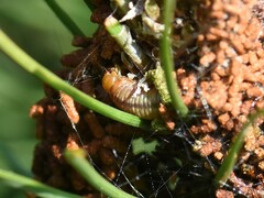 Acantholyda hieroglyphica