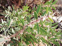 Hakea incrassata