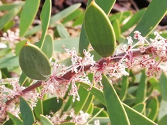 Hakea incrassata