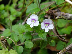 Veronica oligosperma