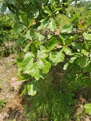 Quercus arkansana