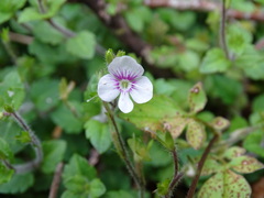Veronica oligosperma