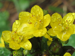 Hypericum erectum