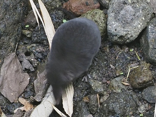 Ruwenzori Shrew