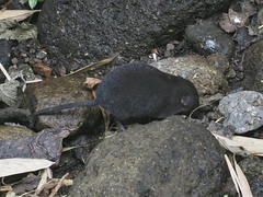 Ruwenzorisorex suncoides