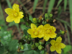 Hypericum erectum