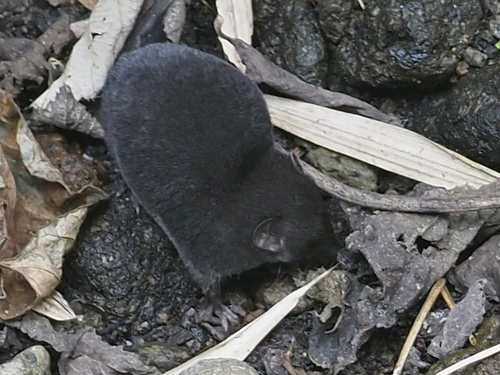 Ruwenzori Shrew (Ruwenzorisorex suncoides) — Vulnerable Mammalia