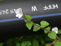 Veronica oligosperma