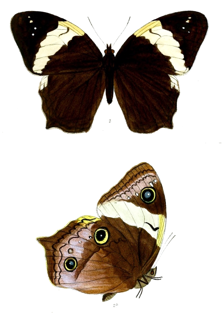 Neorina