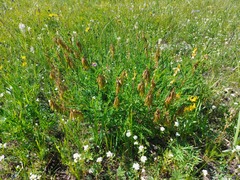 Astragalus propinquus