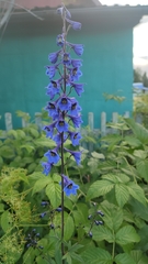 Delphinium elatum