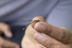 Odonata