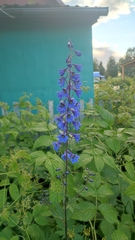 Delphinium elatum