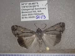 Stibaroma aphronesa