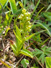 Dactylorhiza viridis