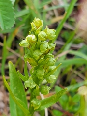 Dactylorhiza viridis