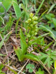Dactylorhiza viridis