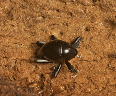 Trigonopterus