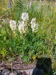 Oxytropis baicalia