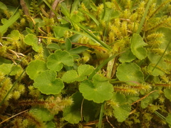 Hydrocotyle bonplandii