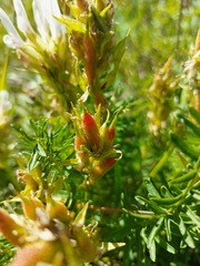 Oxytropis muricata