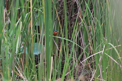 Corythornis cristatus image