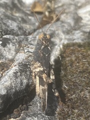 Oedipoda germanica
