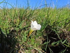 Oxalis stictocheila