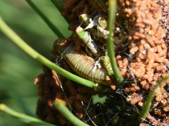 Acantholyda hieroglyphica