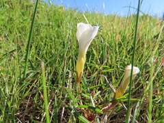 Oxalis stictocheila