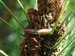 Acantholyda hieroglyphica