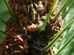 Acantholyda hieroglyphica