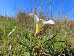 Oxalis stictocheila