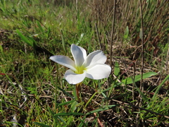 Oxalis stictocheila