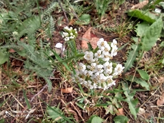 Achillea millefolium