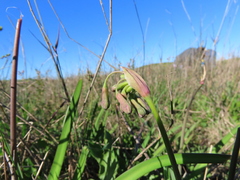Tulbaghia capensis
