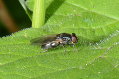 Portevinia maculata
