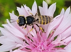 Ectemnius lapidarius
