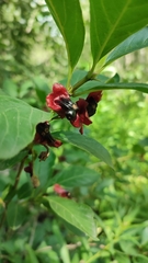 Lonicera involucrata