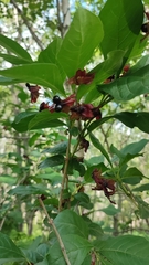 Lonicera involucrata