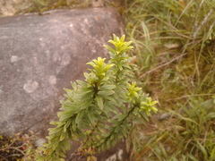 Pentacalia