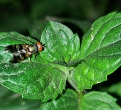 Ceroxys