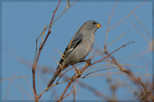 Band-tailed Seedeater (Catamenia analis), photo 10