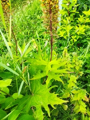 Ligularia przewalskii