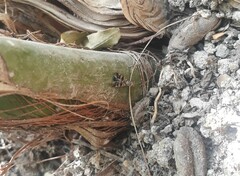 Ceroxys