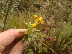 Pentacalia