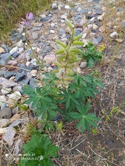 Lupinus polyphyllus