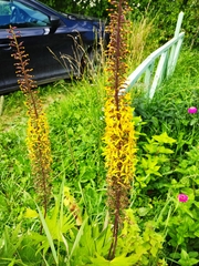 Ligularia przewalskii