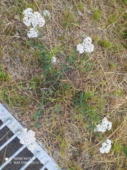 Achillea millefolium