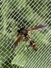 Physocephala rufipes